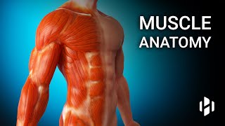 Anatomy of Human Muscles [upl. by Llevra]