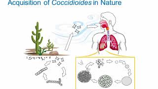 Dimorphic Fungi Coccidioidomycosis Hot Topic [upl. by Nimajeb393]