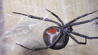 Redback Spider ╲\╭◕◕╮\╱\ [upl. by Covell]