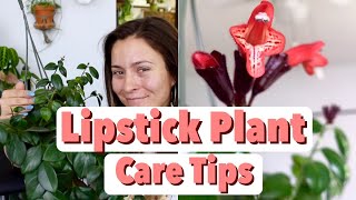 Lipstick Plant Care Tips amp Tricks  Lipstick Aeschynanthus Houseplant Care [upl. by Repip]