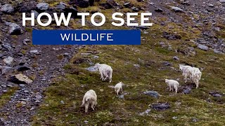 How to see Wildlife in Alaska [upl. by Lehcem]