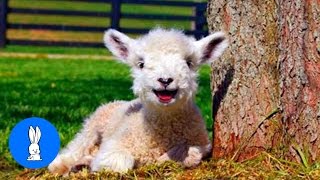 Baby Lamb Sheep Goes Baa  CUTEST Compilation [upl. by Comethuauc788]