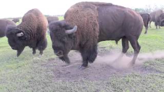 Bison Bull in Mating Season [upl. by Taam]