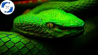 15 Most Venomous Animals on Earth [upl. by Ploch]