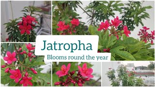 How to Grow and Care Jatropha Plant  Beautiful Red Flowers  Blooms Throughout the Year [upl. by Arnold]