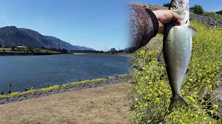 American shad fishing tips  When where and how  Shad fishing in WA and OR Columbia river [upl. by Schonthal604]