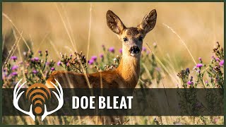 Doe Bleat Sound Only  Call in Big Bucks [upl. by Inatirb]