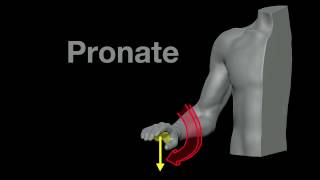 Arm Muscles 21 Pronation and Supination [upl. by Lauryn619]