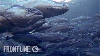 Norways Salmon Farming Crisis  The Fish on My Plate  FRONTLINE [upl. by Gavrilla]