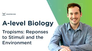 Plant Responses Tropisms  Alevel Biology  OCR AQA Edexcel [upl. by Hoye914]