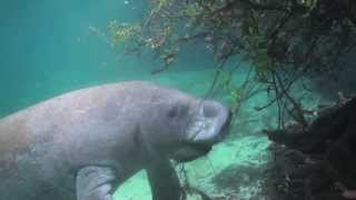 Fort Pierce Manatee Educational Video [upl. by Perri674]