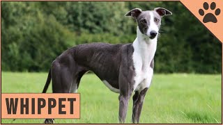 Whippet Dog Breed Information [upl. by Ketchum72]