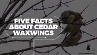 Five Facts About Cedar Waxwings [upl. by Hartman6]