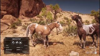 Red dead redemption 2 Location for Both American paint horses [upl. by Eahs299]