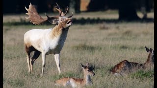 Fallow Deer Rut 2019 [upl. by Aryajay]