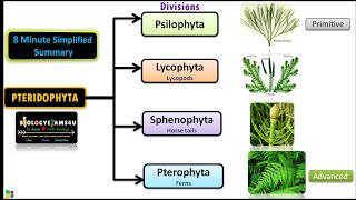 Classification of Pteridophytes with Example  Plant Classification [upl. by Bunce]