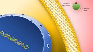 Lipidsoluble hormones steroid hormones [upl. by Vyky]