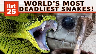 25 Of The World’s Most Venomous Snakes [upl. by Aisatsanna]