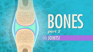 Joints Crash Course Anatomy amp Physiology 20 [upl. by Yolane]