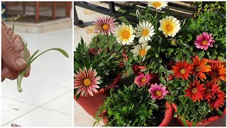 How to Grow Gazania by Cuttings  Gazania Plant Propagation  Fun Gardening [upl. by Lledniw]