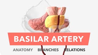 2Minute Neuroscience Basal Ganglia [upl. by Lauter]