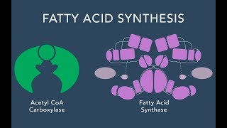 Fatty Acid Synthesis [upl. by Anela]