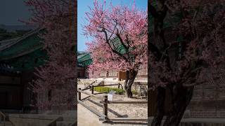 Tongdosa Temple in Yangsan South Korea [upl. by Atsyrk100]