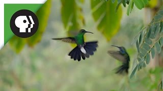 Hummingbirds Battle in the Air [upl. by Ackerley]