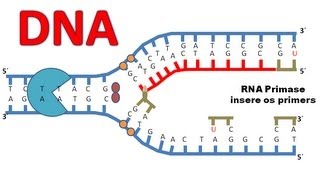 Replicação do DNA [upl. by Eliam]