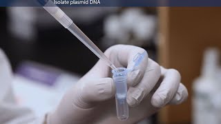 How to Purify Molecular Grade Plasmid DNA [upl. by Narton]