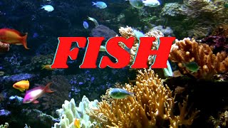 FISH  All About Fish Facts for KIds [upl. by Euqinu]