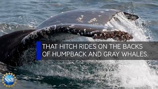 Barnacles Reveal Whales Travel History [upl. by Eilrahc655]