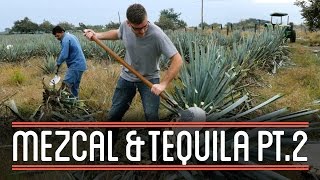 Harvesting Agave 23  How to Brew Mezcal and Tequila [upl. by Odelia783]