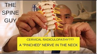 The Uncovertebral UV Joints of the Cervical Spine [upl. by Meaghan745]