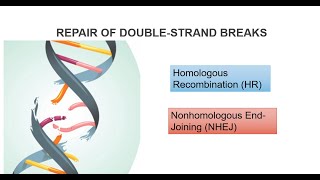 DNA Double Strand Breaks And Repair Systems Part 2 [upl. by Naig]