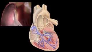 Corazón Anatomía y Fisiología [upl. by Halil]