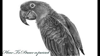 How to Draw a realistic parrotStep by Step Tutorial [upl. by Icnan]