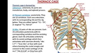 Bones and Muscles of the Thoracic Wall  Dr Ahmed Farid [upl. by Ahsikrats]