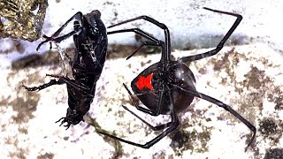 Deadly Redback Spider Count The Bites Study Vs Black Ground Beetle EDUCATIONAL VIDEO [upl. by Hagood194]