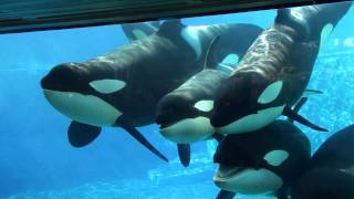 6 Killer Whales in Underwaterviewing Seaworld Orlando [upl. by Aihpled]