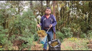 Buscando adorno Navideño en el monte musgo  con la familia [upl. by Retsam]