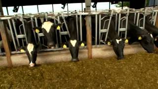 Dairy Farming Documentary [upl. by Eanil]