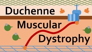 Duchenne Muscular Dystrophy and Dystrophin [upl. by Delbert605]