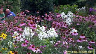 How to Grow Echinacea  Purple Coneflower [upl. by Gnav]