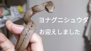 【お迎え】ヨナグニシュウダは荒すぎた！【Elaphe carinata】 [upl. by Zoldi]