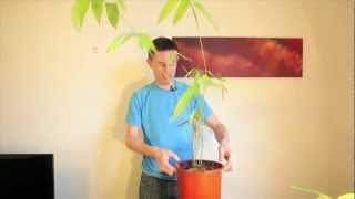 How to germinate and grow giant bamboo from seed [upl. by Dore]