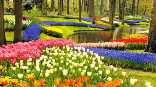 Keukenhof Gardens and Tulip Fields Tour from Amsterdam [upl. by Necaj]