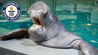 Oldest Manatee  Guinness World Records [upl. by Hallie594]