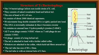 T4 Bacteriophage [upl. by Lupe]