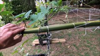 How to Make a Homemade BAMBOO TRELLIS [upl. by Ardied]